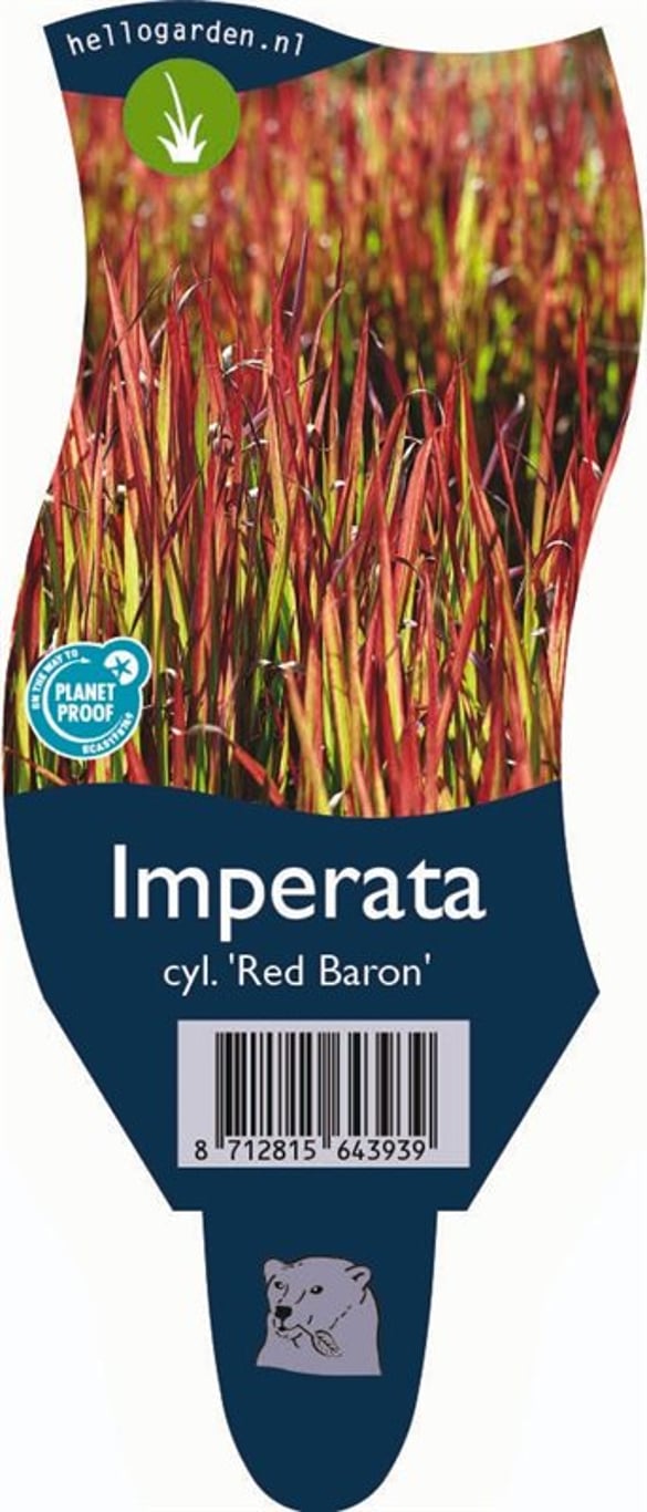 Imperata cylindrica 'Red Baron' - P11